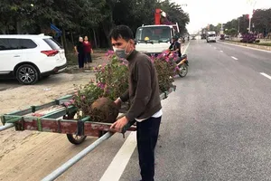 Kẻ gian nhổ trộm 1.400 cây hoa ly tết