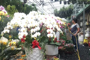 Hoa tết Việt Nam thắng đậm hoa Trung Quốc