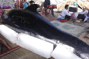 Cá voi khủng lụy vào bờ biển