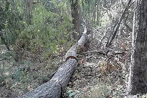 Bình Thuận: Cấp cả chục hecta đất rừng trái quy định