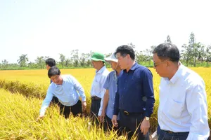 Giải pháp ‘cứu’ miền Tây trước hạn mặn khốc liệt