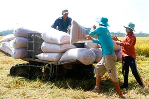 Lúa bội thu, đề nghị cho xuất khẩu gạo trở lại