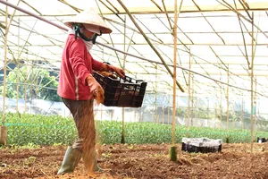 UBTVQH: Tiếp tục miễn thuế đất nông nghiệp 5 năm