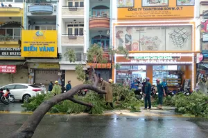 Mối nguy từ cây đổ do bật gốc trong mùa mưa