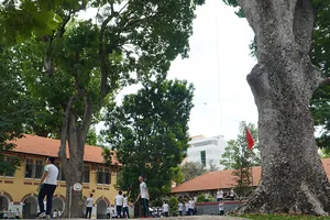 Vụ cây phượng bật gốc: Giải pháp an toàn cho học sinh