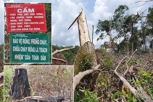 Hàng ngàn hecta rừng bị phá để làm rẫy