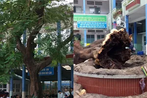 Đừng đốn nhầm cây xanh còn khỏe