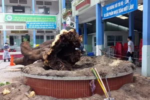 Đốn hạ cây xanh: Phải theo quy trình