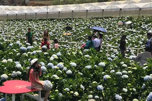 Đề xuất tách Tây nguyên gộp vào 2 vùng khác