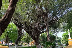 TP.HCM: Cần công nhận di sản cho các cổ thụ