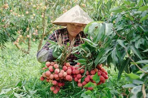 Vải thiều sang Nhật, giá nửa triệu đồng/kg