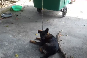 Hy hữu hàng xóm kiện nhau ra tòa giành quyền nuôi chó