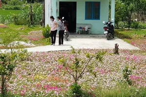 Nở rộ những đường hoa chống xả rác ở TP.HCM