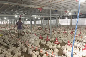 Gà ngoại có dấu hiệu phá giá tràn vào Việt Nam