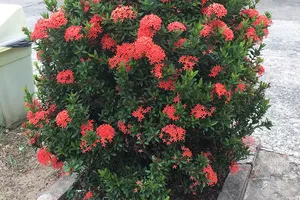 Kéo nhau ra tòa vì gãy nhánh cây kiểng