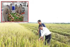 Gạo Việt Nam thẳng tiến vào châu Âu