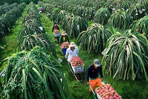 Từ chuyện thanh long Việt Nam bị Thái Lan trả lại