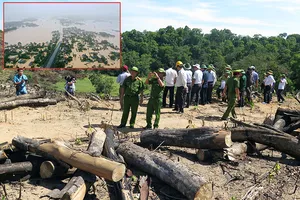 Phá rừng và cái giá phải trả - Bài 1: Rừng ‘chảy máu’ khắp nơi