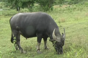 Tòa đưa trâu đến phòng xử vụ kiện đòi 3 con trâu