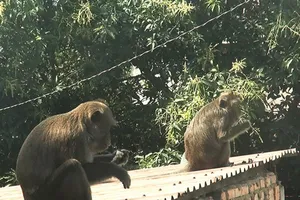 Video: Vây bắt đàn khỉ ‘đại náo’ khu dân cư bằng cách nào?