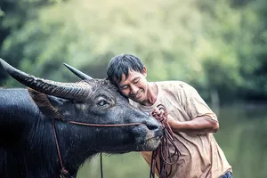 Năm Tân Sửu kể nhau nghe sự tích loài trâu