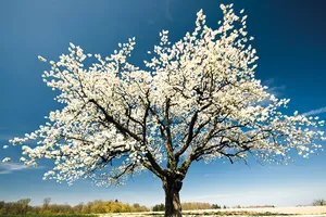 Cây của mùa xuân