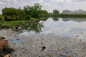 Video: Cá chết hàng loạt không rõ nguyên nhân