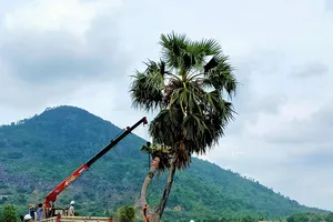 Video: Huyền thoại thốt nốt tình yêu ở Tây Ninh được hồi sinh