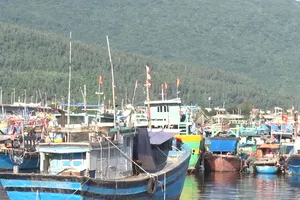 Video: Cảng cá lớn nhất miền Trung được hoạt động trở lại