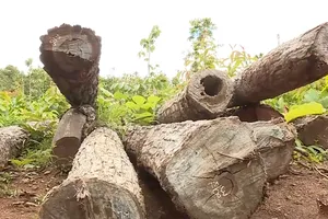 Video: Khám nghiệm hiện trường, điều tra vụ khai thác gỗ trái phép ở Đắk Lắk