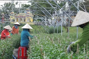 Đà Nẵng: Nông dân trồng hoa lo lắng thất thu vì vắng thương lái