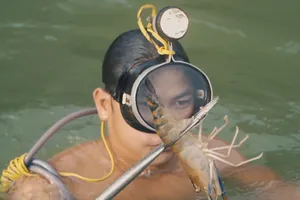 Video: Theo chân ‘người nhái’ xiên tôm càng trên sông Đồng Nai