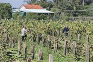 Video: Giá cả thấp, người dân Long An bỏ hàng ngàn hecta thanh long