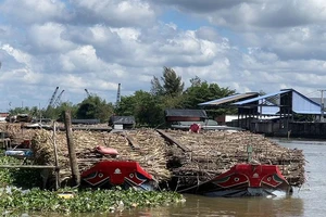 Video: Nhiều ghe mía 'nằm chờ' nhà máy đường Phụng Hiệp hoạt động