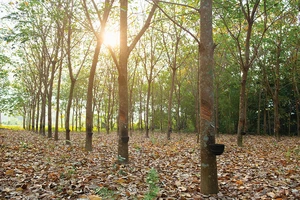 Cao su lá đỏ: Chất riêng miền Đông