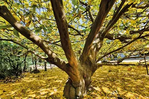 Lão mai của ông Ba Đối