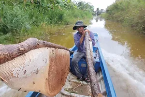 Thủ phủ ong rừng U Minh Hạ