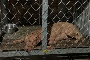 Video: Bà cụ 82 tuổi bị chó pitbull cắn chết tại chỗ