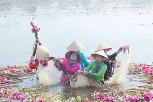 Mãn nhãn hoa súng mùa nước nổi ở Long An