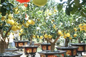 TP.HCM: Bưởi Diễn giá hàng chục triệu xuống phố chào Tết