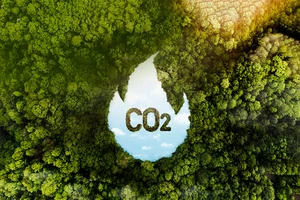 Kiếm triệu đô từ rừng nhờ bán tín chỉ carbon