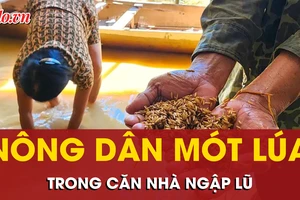 Nông dân mót lúa ngay trong căn nhà ngập lụt của chính mình