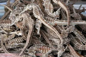 Cá ngựa - món ăn bài thuốc 