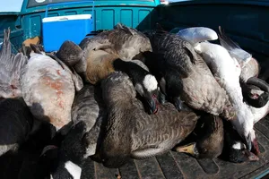 Hàng ngàn con ngỗng chết khi đang bay