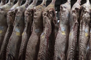 Tịch thu hơn 100 ngàn tấn thịt lậu 40 năm ‘tuổi’ bốc mùi thối rữa