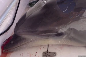 Cá heo bỗng dưng nhảy vào 'nộp mình' trên du thuyền