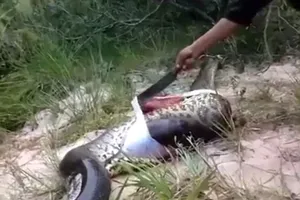 Clip: Trăn khổng lồ chết vì nuốt... trăn khổng lồ