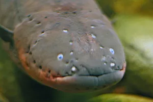 Ăn nhầm lươn điện, cá sấu 'chầu trời'