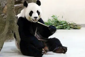 Gấu trúc giả bộ mang thai để được cưng chiều