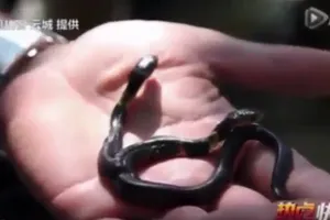 Clip rắn hai đầu mới sinh đến công viên Trung Quốc
